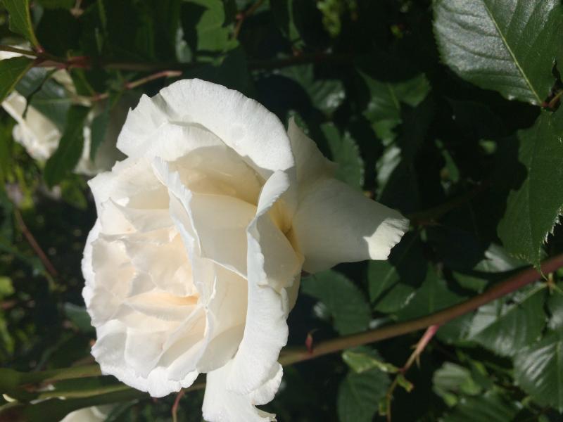 Rose representing garden club