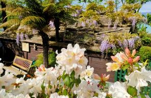 Wisteria